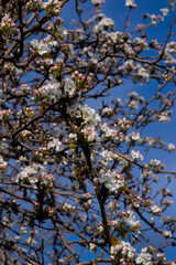 branch of white cherry blossoms in spring
