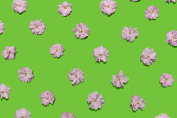Lovely minimal spring far east concept. Pattern made of cherry blossom spring flowers against green background