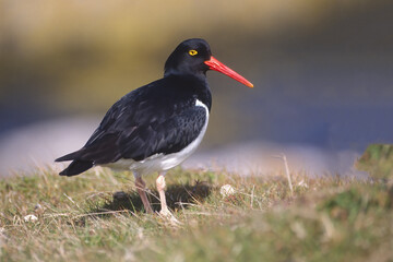 Magellanic Oystercatcher (Haematopus leucopodus), Carcass Island, Falkland Islands