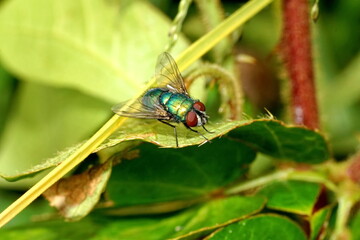 Close up of a blowfly on a leaf in Cotacachi, Ecuador