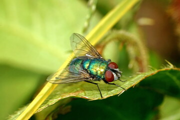 Close up of a blowfly on a leaf in Cotacachi, Ecuador