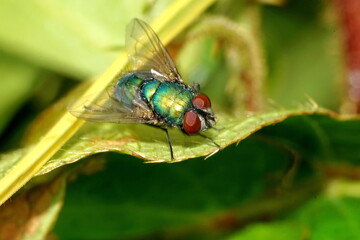 Close up of a blowfly on a leaf in Cotacachi, Ecuador