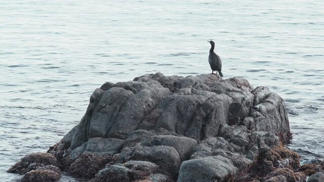 Black cormorant sits on a stone on the seashore. A beautiful sea bird rests on a rock and looks at the horizon. Marine fauna. Bird in a seascape. Birdwatching. Idyllic landscape with rock and blue sea