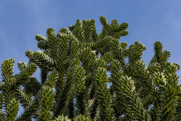 branches of the araucaria tree against the sky