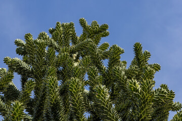 branches of the araucaria tree against the sky