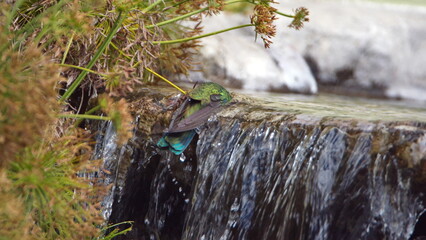 Sparkling violetear (Colibri coruscans) hummingbird bathing on the edge of a garden fountain in Cotacachi, Ecuador