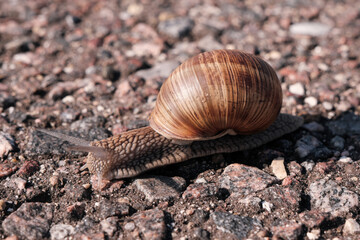 A snail crawls on the asphalt on a sunny summer day.