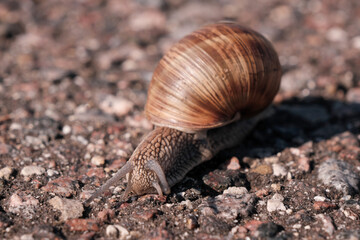 A snail crawls on the asphalt on a sunny summer day.