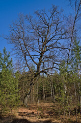 A lonely oak tree in a mixed forest.