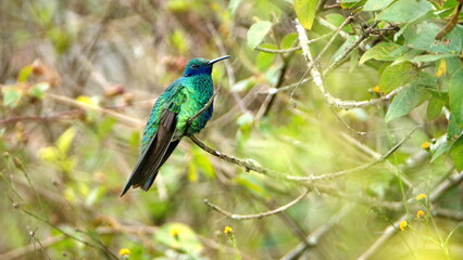 Western emerald (Chlorostilbon melanorhynchus) hummingbird perched in the bushes in Cotacachi, Ecuador