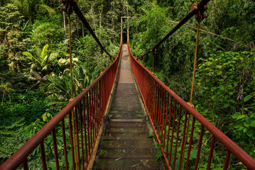 Suspension bridge in rainforest, Quindio botanical garden, Calarca, Quindio region, Colombia South...