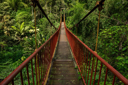 Suspension bridge in rainforest, Quindio botanical garden, Calarca, Quindio region, Colombia South America