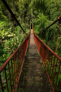 Suspension bridge in rainforest, Quindio botanical garden, Calarca, Quindio region, Colombia South America © Amaiquez