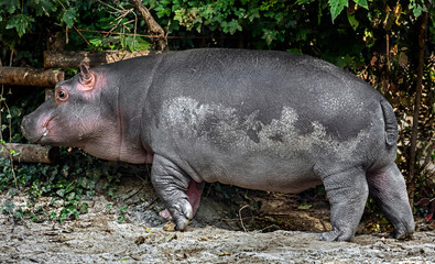 Young hippopotamus near the fence in its enclosure. Latin name - Hippopotamus amphibius