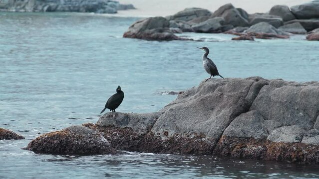 Two black cormorants are sitting on a stone on the seashore. A beautiful sea birds are resting on a rock and looking at the sea. Marine fauna. Bird in a seascape. Birdwatching. Idyllic seascape
