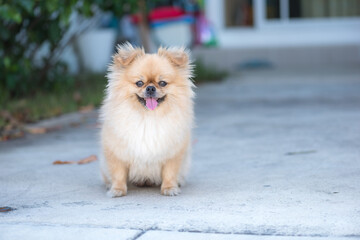 Cute puppy Pomeranian Mixed breed Pekingese dog with happiness