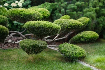Poster Garden bonsai, juniper niwaki. garden topiary art © natalialeb