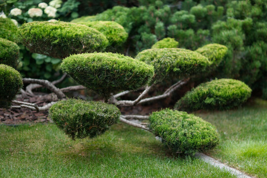 Garden bonsai, juniper niwaki. garden topiary art