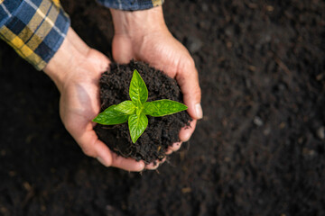 man hands holding a green seedling, sprout over the soil. Top view. New life, eco, sustainable...