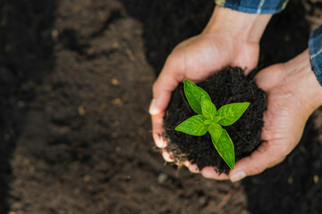 Man carrying seedling in two hands and protection new growing seedling to planting into soil in the...