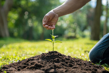 man hand watering a sapling growing in germination sequence on fertile soil, seed and planting concept with Male hand watering young tree over green background