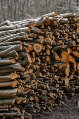 A pile of firewood drying before winter