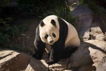 Sitting giant panda 