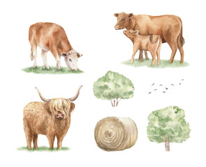 Fototapeta Watercolor farm animals clipart set. Cows illustration isolated on white background. Cattle clip art. obraz