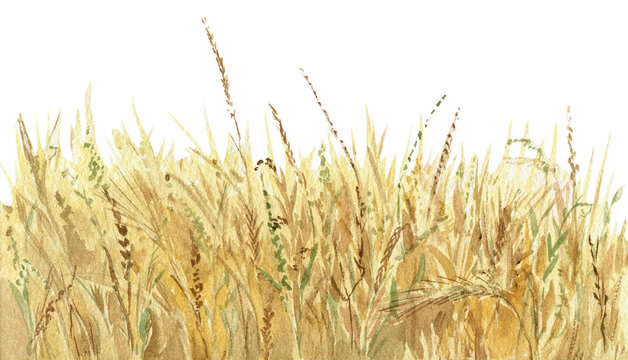 Watercolor illustration. Yellow wheat field isolated on white background. Agriculture, farmland. Nature landscape. Organic farming.