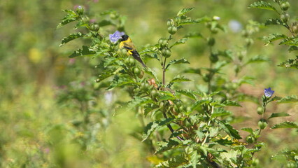 Hooded siskin (Spinus magellanicus) perched in a flowering bush in Cotacachi, Ecuador