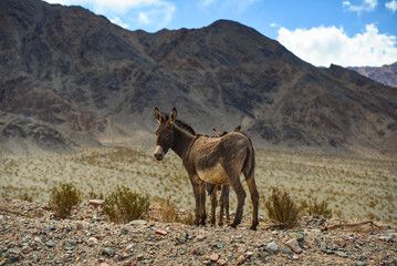 Wild donkeys in the remote Andean highlands on the way to the Paso de San Francisco mountain pass,...