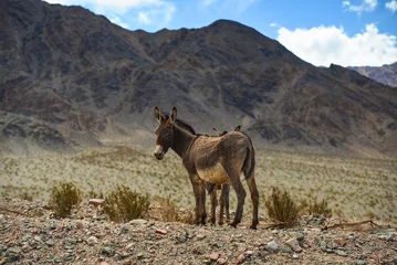Raamstickers Wild donkeys in the remote Andean highlands on the way to the Paso de San Francisco mountain pass, Catamarca Province, Argentina © Pedro