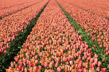 tulip field in the Netherlands