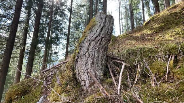 bosco foresta natura