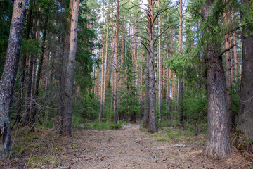 Spring forest behind Nizhny Tagil, near the Nizhnevysky pond. April, 2022
Весенний лес за Нижним Тагилом, близ Нижневыйского пруда. Апрель, 2022 год. 