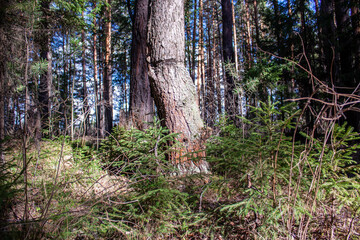 Fototapeta premium Spring forest behind Nizhny Tagil, near the Nizhnevysky pond. April, 2022 Весенний лес за Нижним Тагилом, близ Нижневыйского пруда. Апрель, 2022 год. 