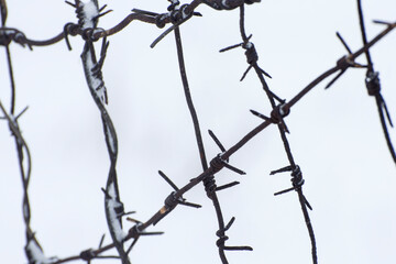 Fototapeta na wymiar Barbed wire fence. Specially blurred background.