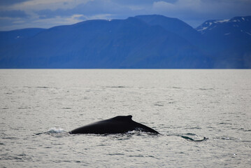 Fototapeta premium A humpback whale (Megaptera novaeangliae) on a whale watching excursion just north of Húsavík, northern Iceland