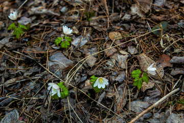First spring flowers - snowdrops
Near the Nizhnevisky pond, Nizhny Tagil, April 2022.
Первые весенние цветы - подснежники 
Около нижневыйского пруда, Нижний Тагил, апрель 2022 год. 