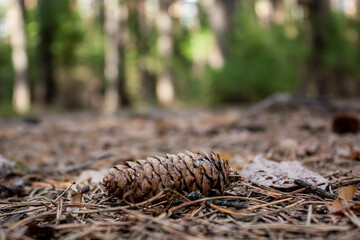 Fir cone in the Tagil forest.
Near the Nizhnevisky pond, Nizhny Tagil, April 2022.