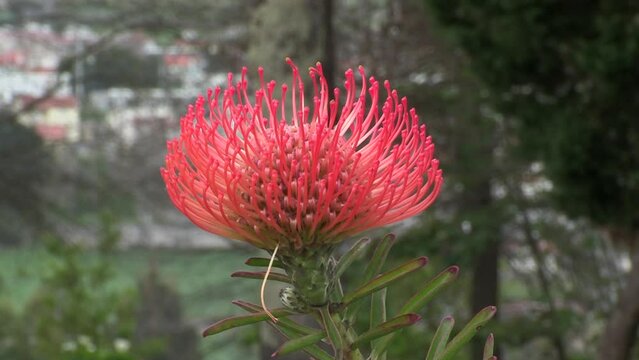 Close-up of a protea flower, with the background blurred in green tones.