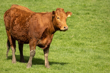 A small herd of cattle in a green field in Beaumaris north Wales