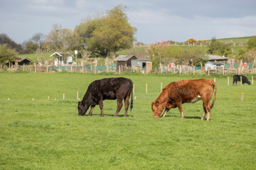 A small herd of cattle in a green field in Beaumaris north Wales