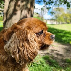cavalier king charles spaniel