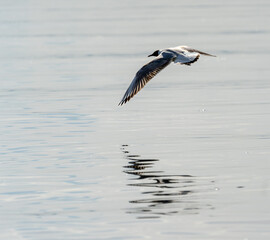 Lachmöwen, Bodensee