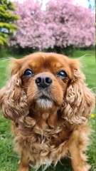 cavalier king charles spaniel