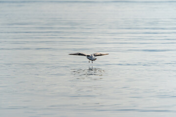 Lachmöwen, Bodensee