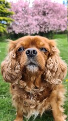 cavalier king charles spaniel