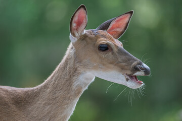 portrait of a deer