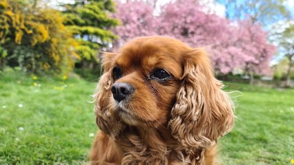cavalier king charles spaniel